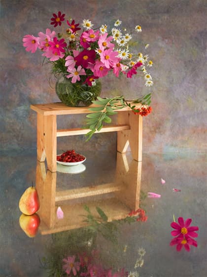 Cosmos bipinnatus, Kosmos